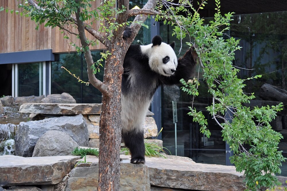 A giant panda at Adelaide Zoo